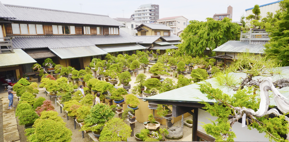 Bảo tàng Bonsai Shunkaen bao-tang-bonsai